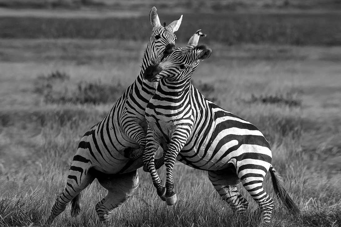 Frolicking Zebras of Amboseli