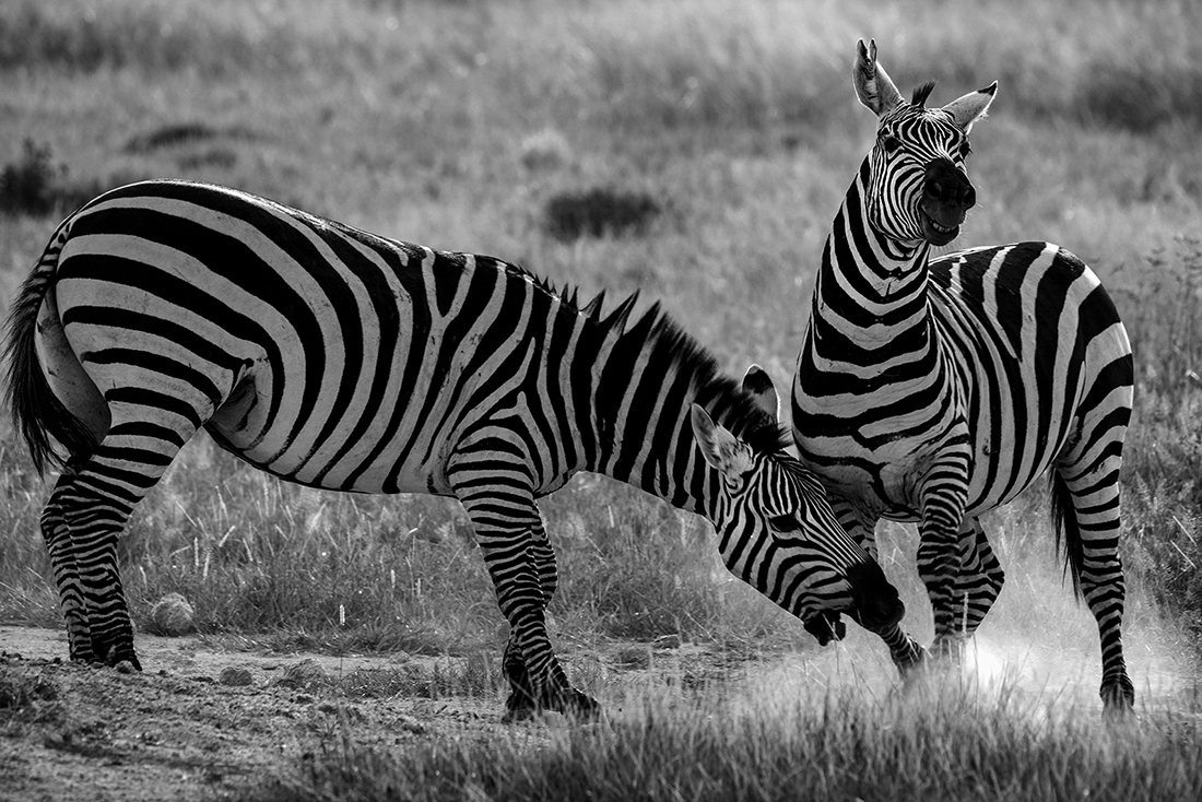 Frolicking Zebras of Amboseli