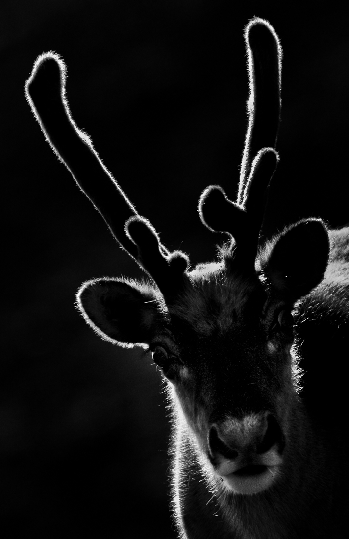 Reindeer
