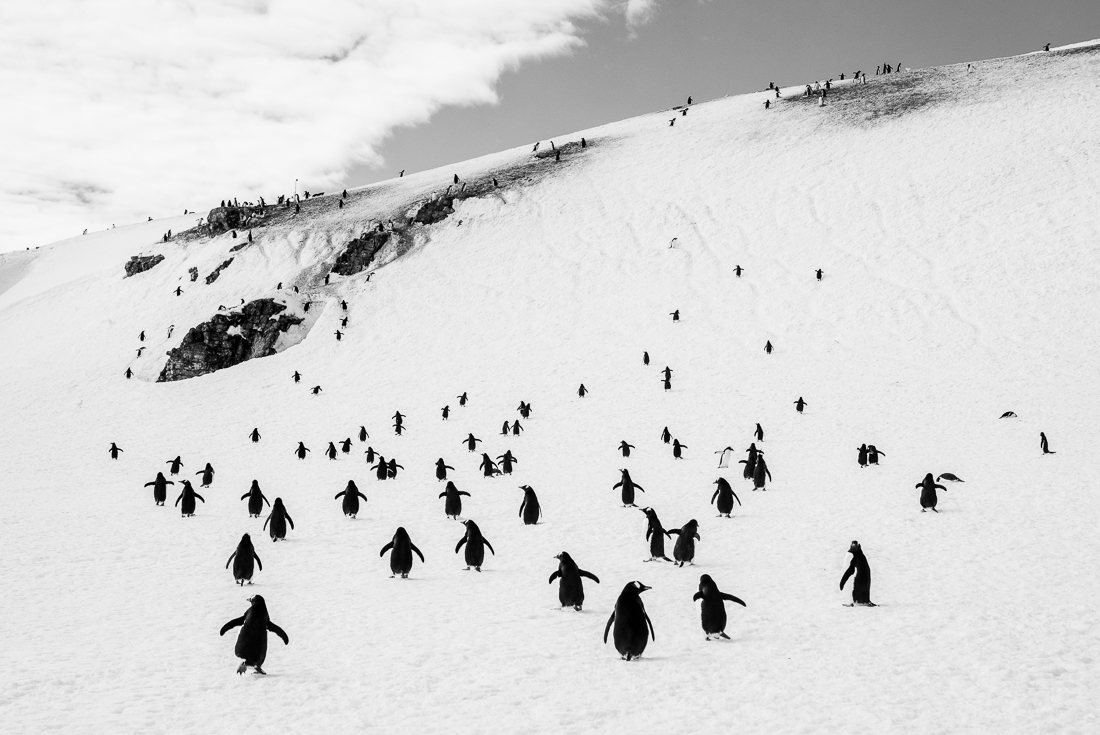Walking penguins