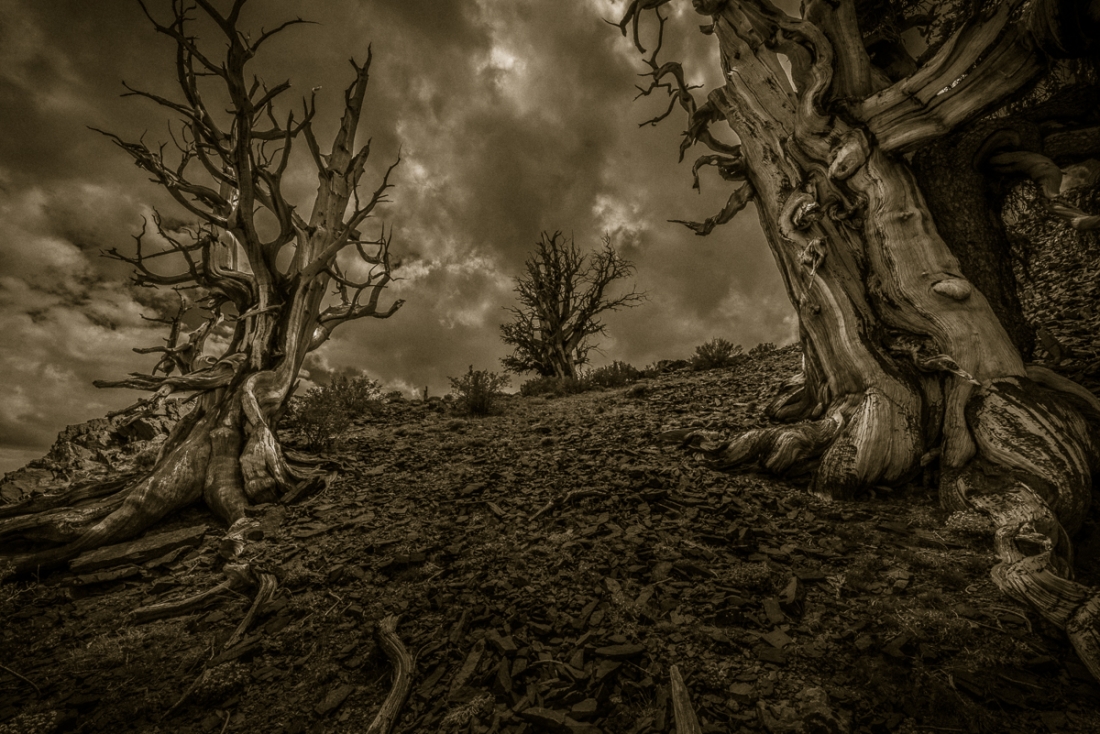 Shadowed Pathways