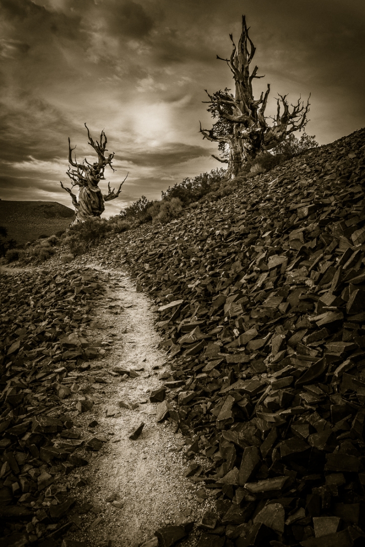 Shadowed Pathways