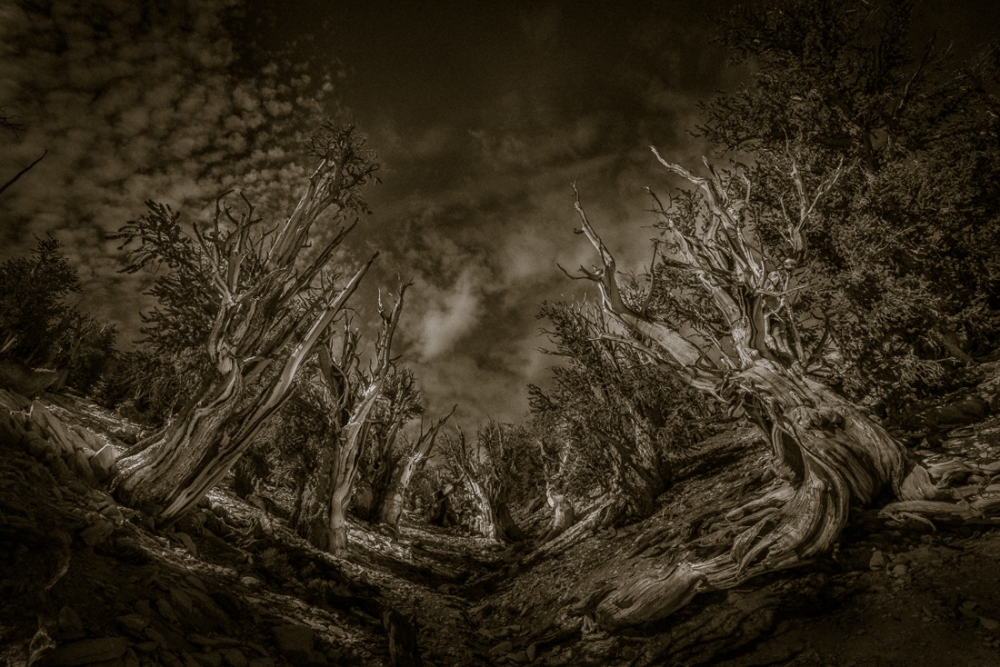 Shadowed Pathways