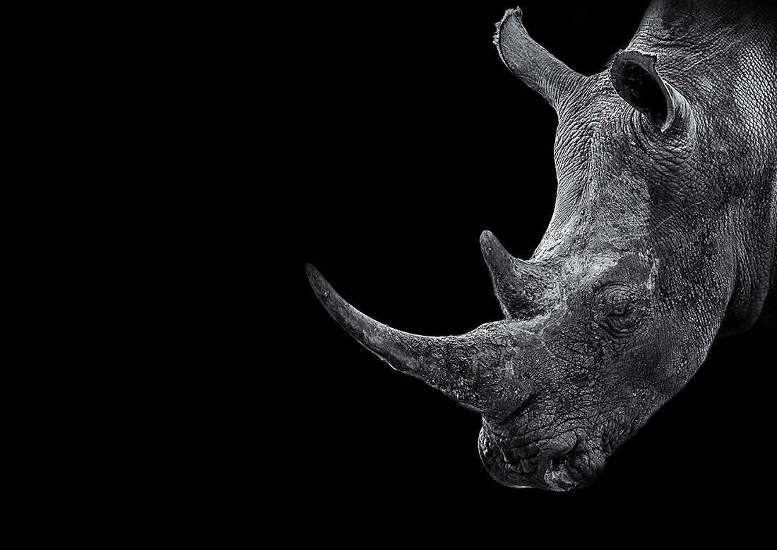 Wild Black Beauty