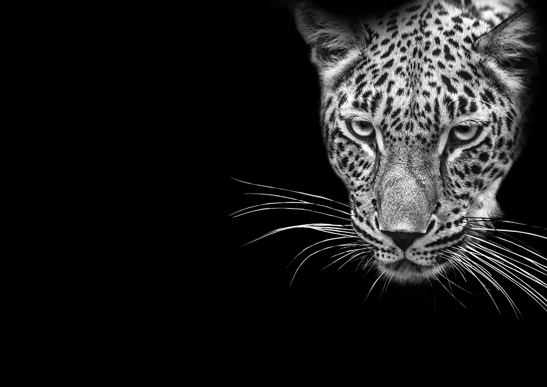 Wild Black Beauty
