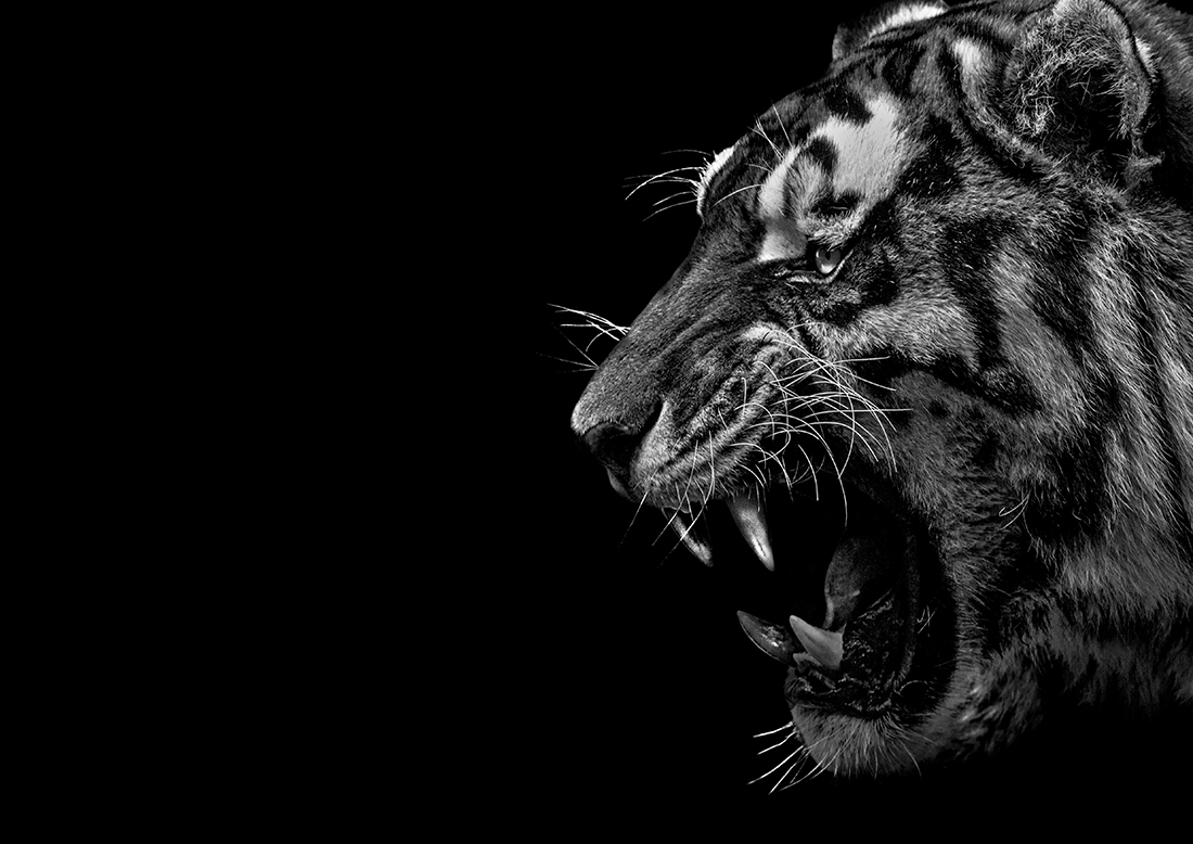 Wild Black Beauty