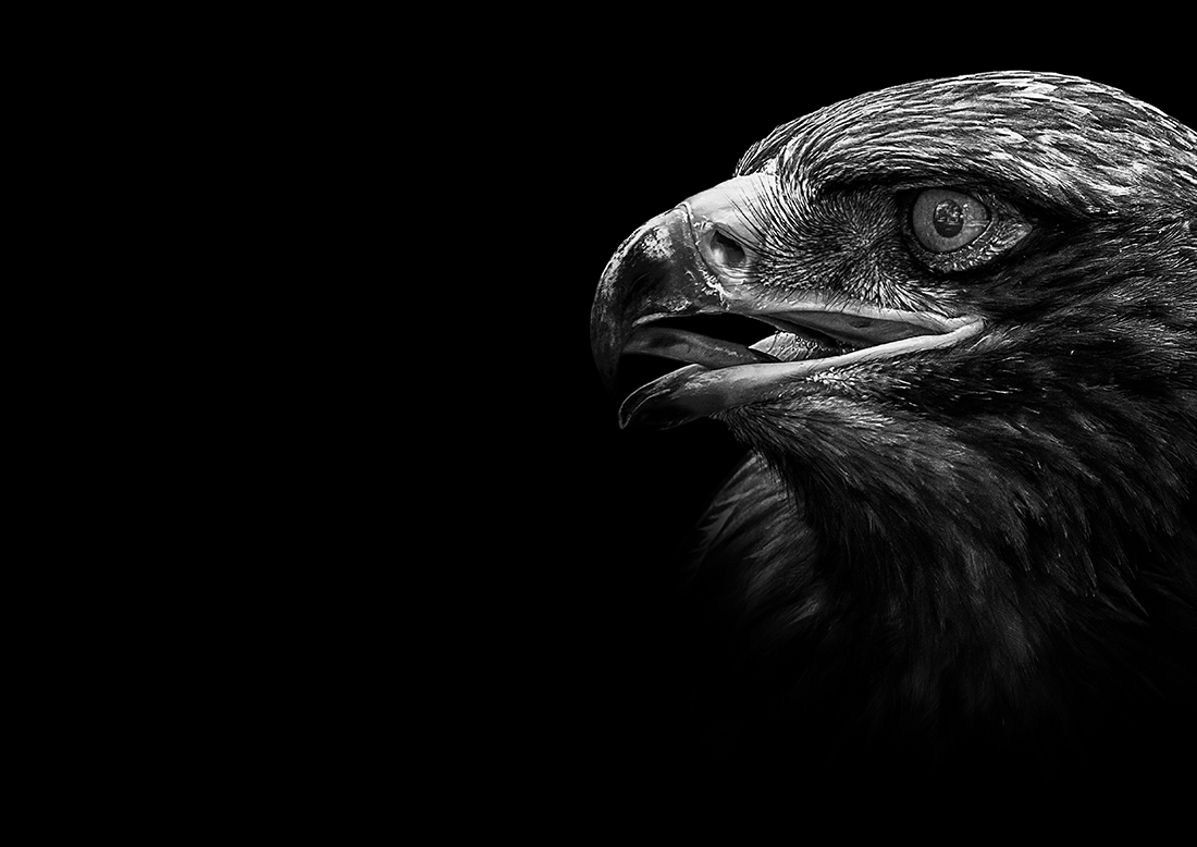 Wild Black Beauty