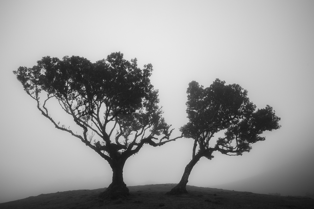 Misty tree