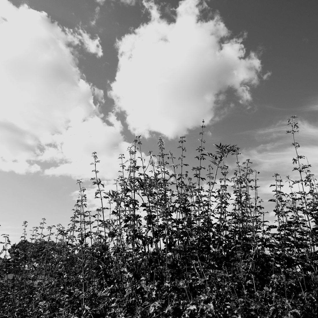 Les Causses de Quercy