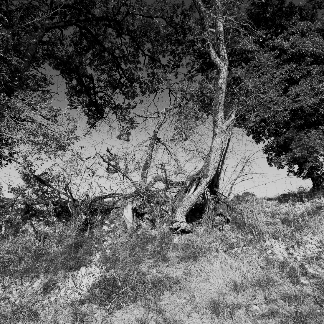 Les Causses de Quercy