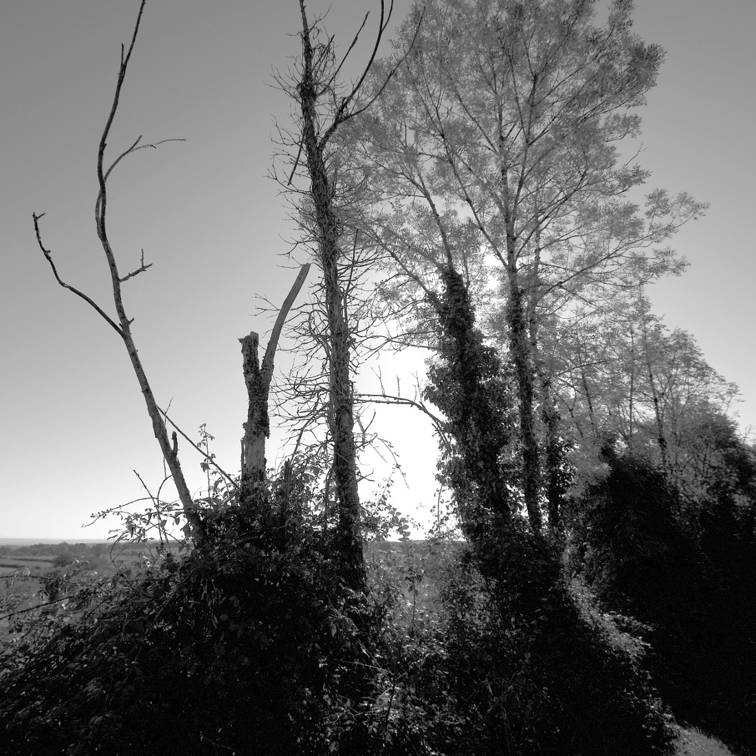 Les Causses de Quercy