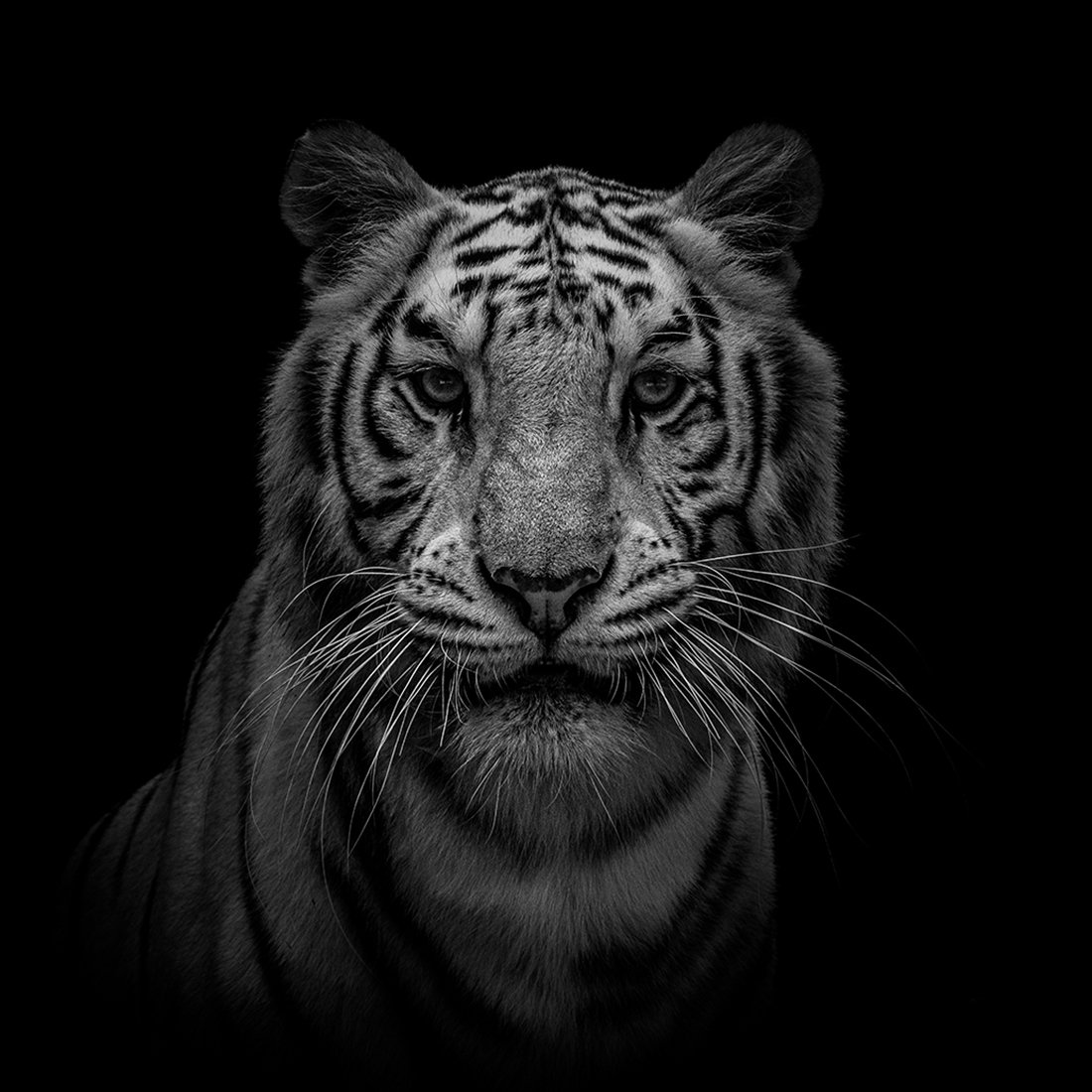 Portrait of a young tigress
