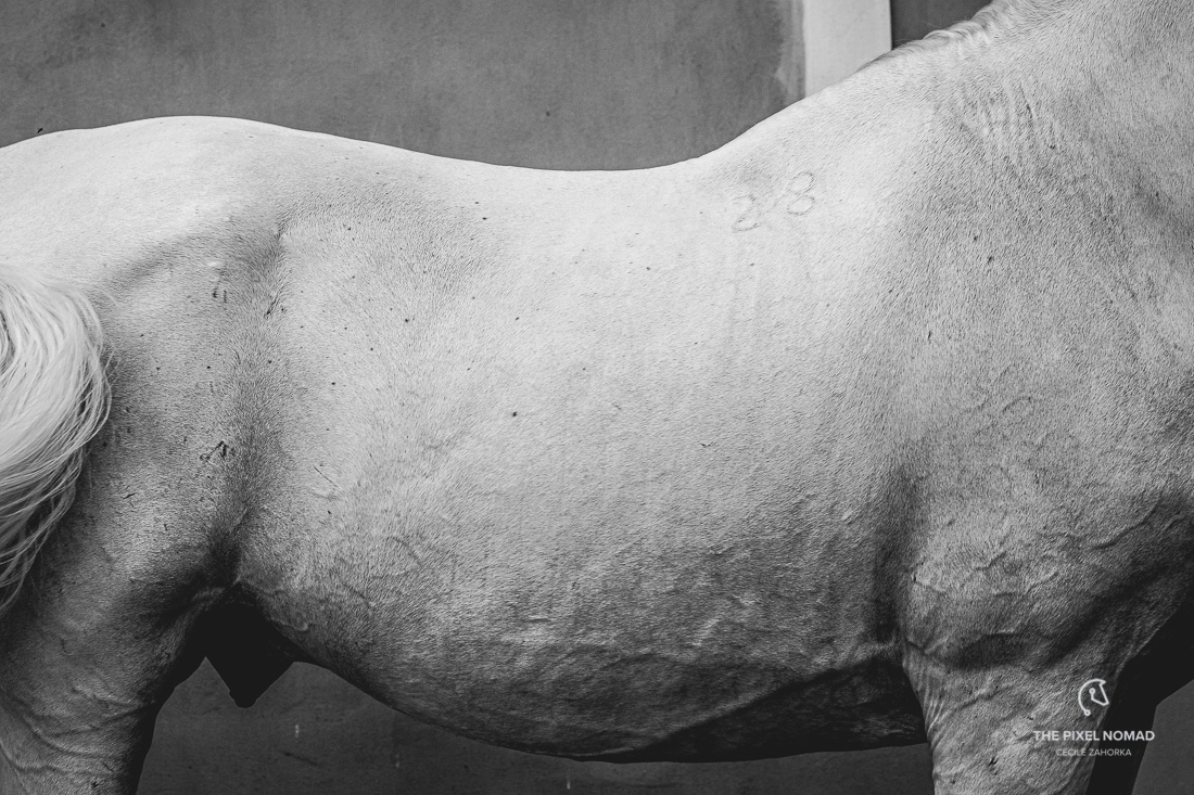 The Old Kladruber horse