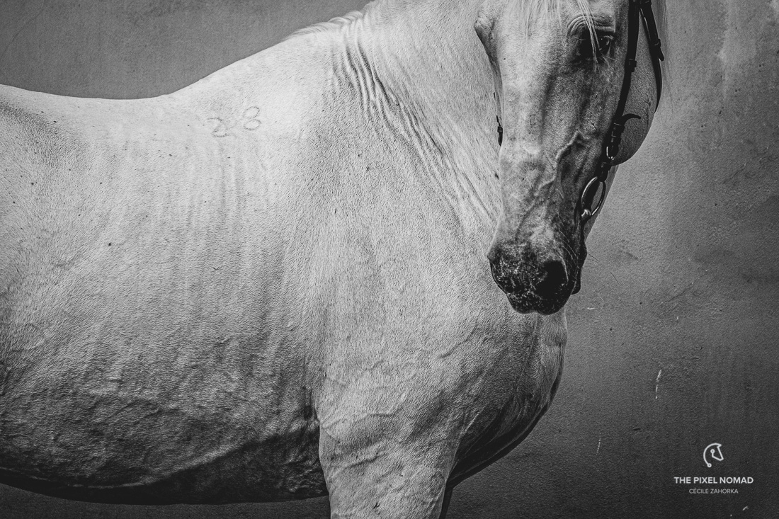 The Old Kladruber horse