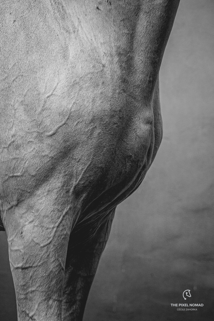 The Old Kladruber horse