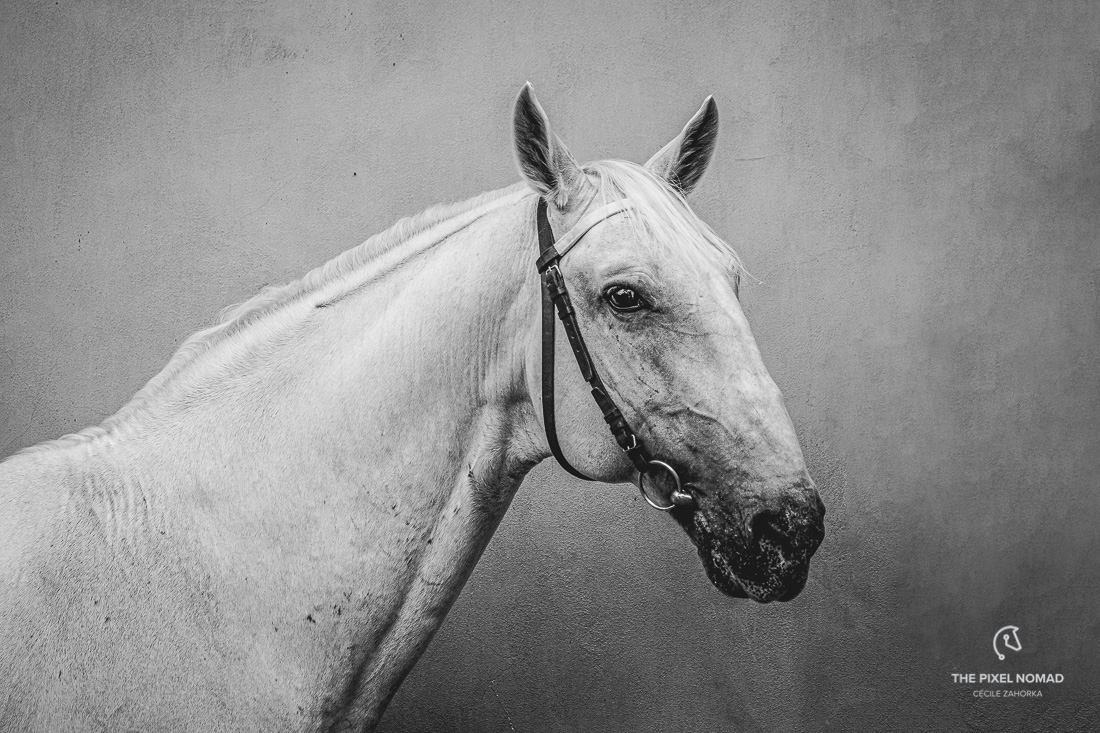 The Old Kladruber horse