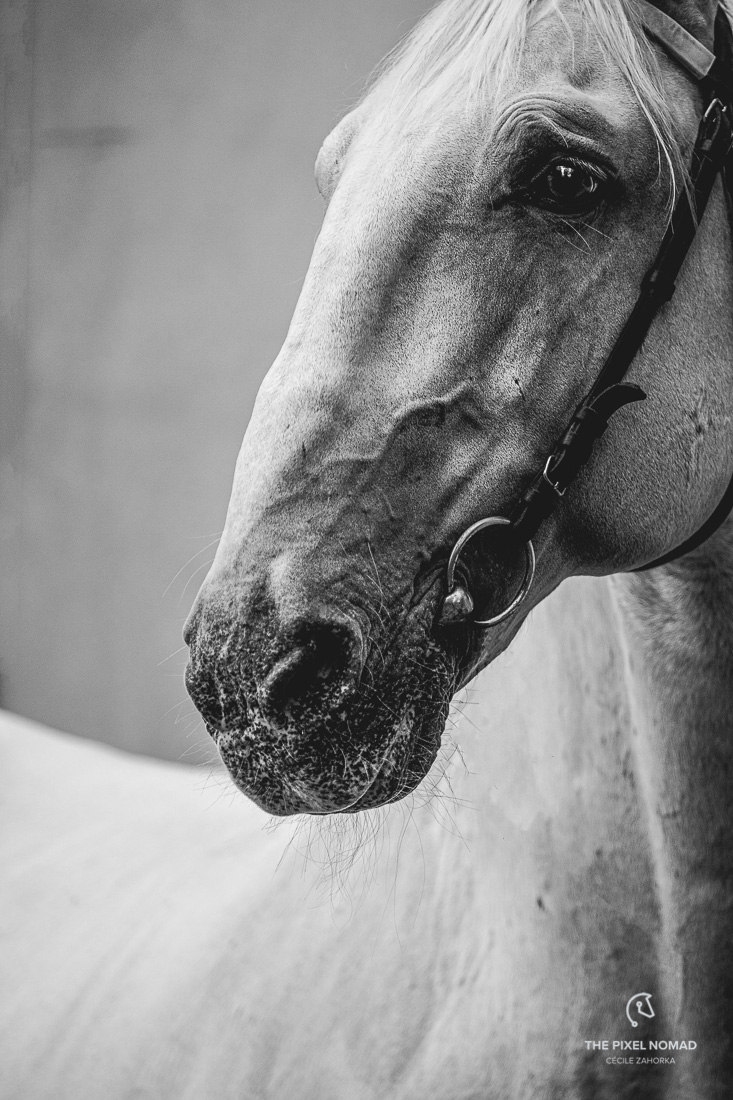 The Old Kladruber horse