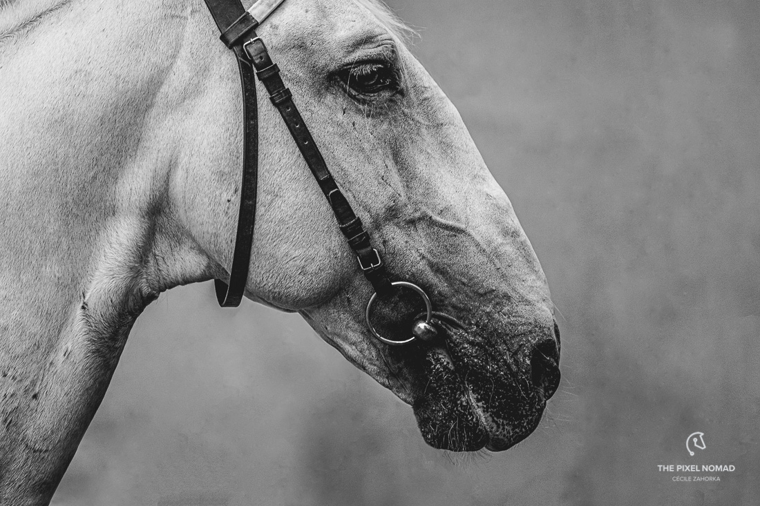 The Old Kladruber horse