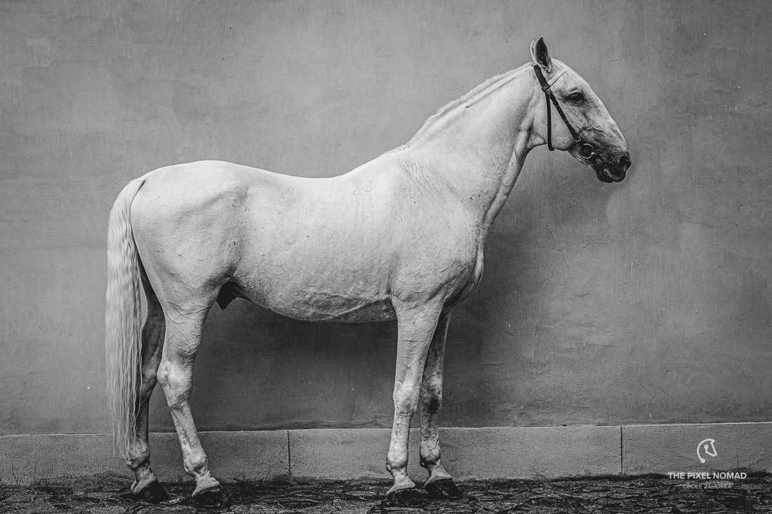 The Old Kladruber horse