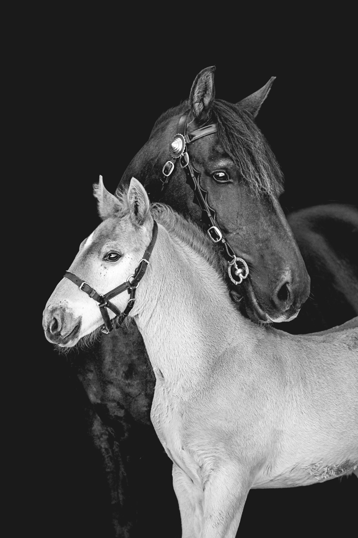 Forgotten Horses