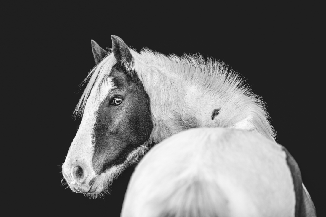 Forgotten Horses