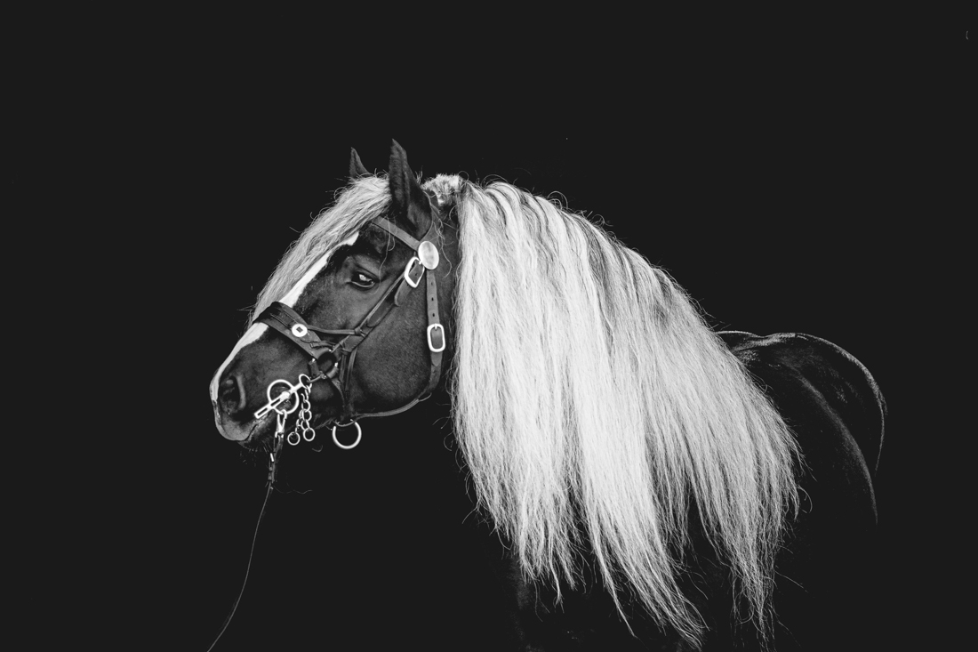 Forgotten Horses