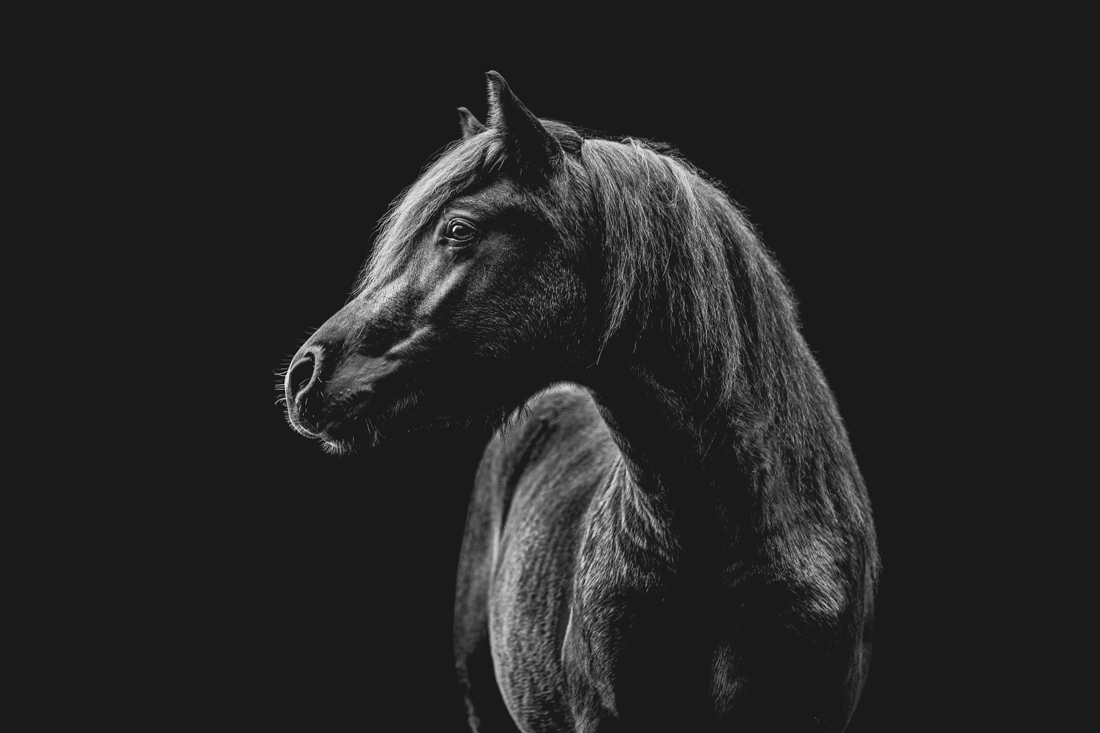 Forgotten Horses