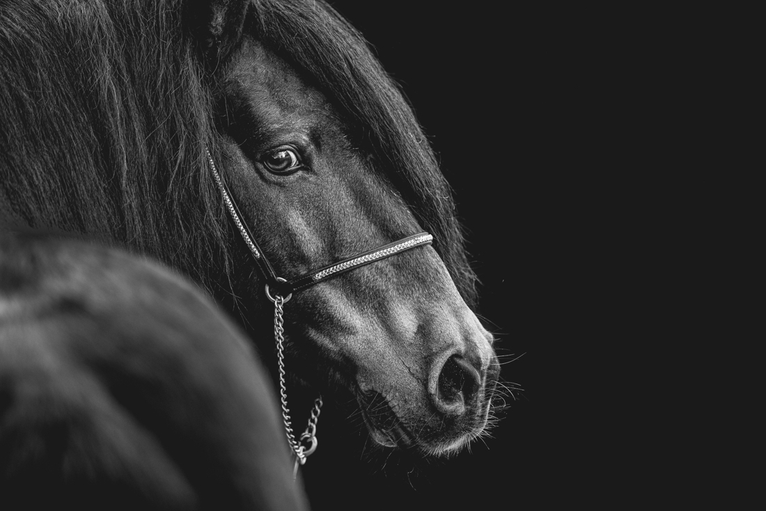 Forgotten Horses