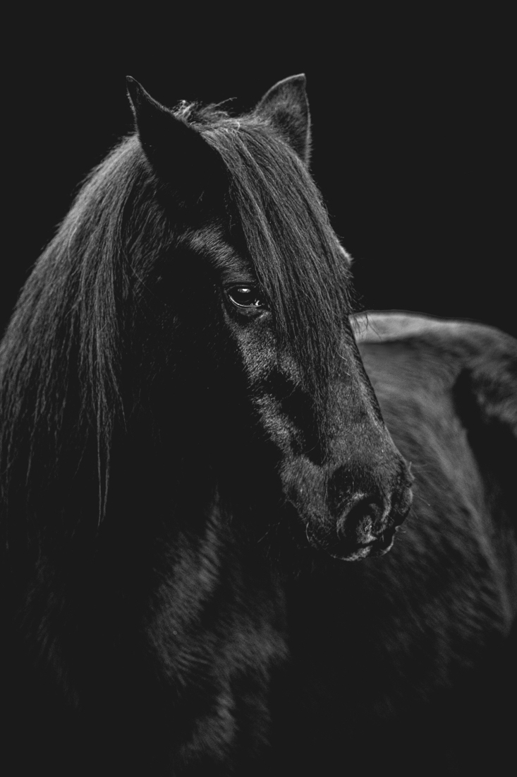 Forgotten Horses