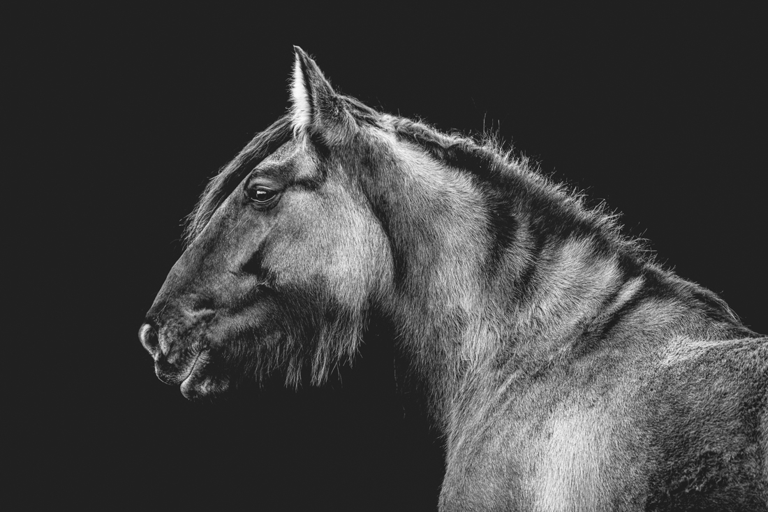 Forgotten Horses