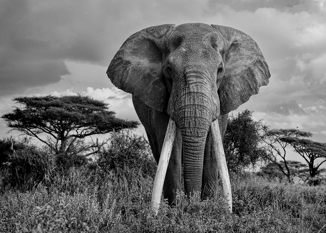 The Land of the Giants