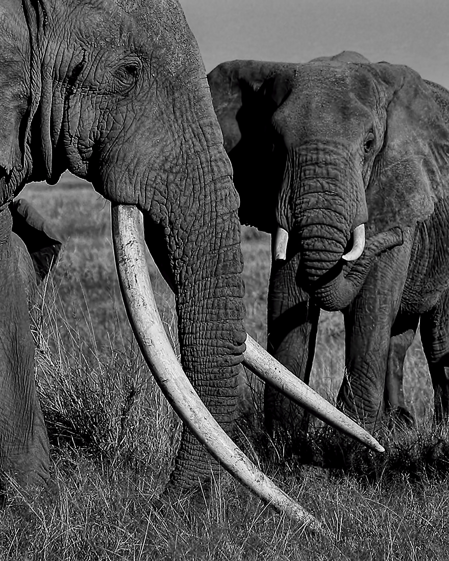 The Land of the Giants