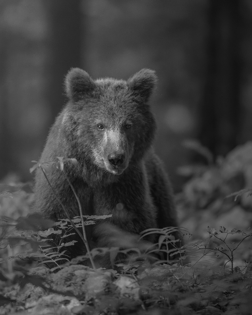 LAND OF BEARS