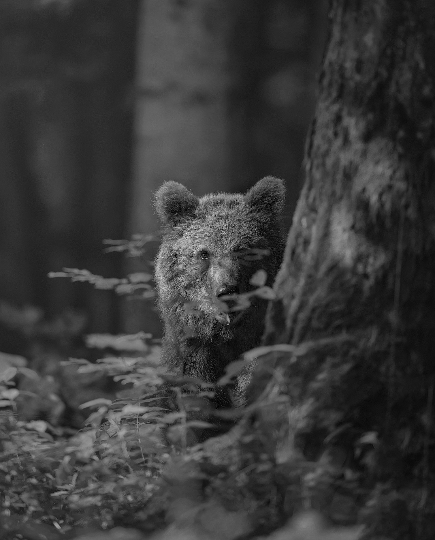 LAND OF BEARS