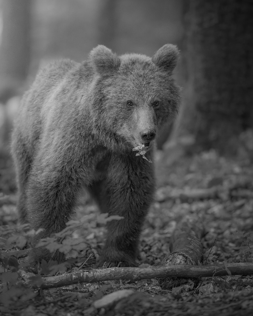 LAND OF BEARS