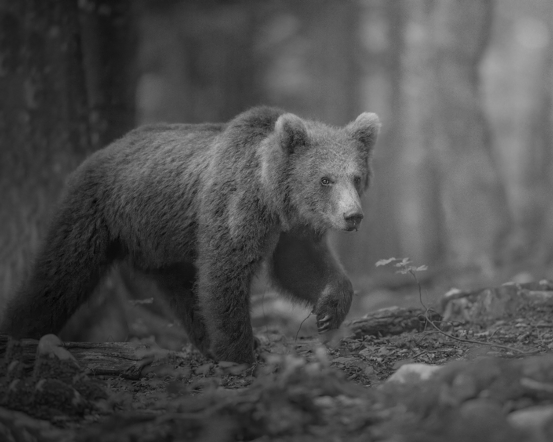 LAND OF BEARS