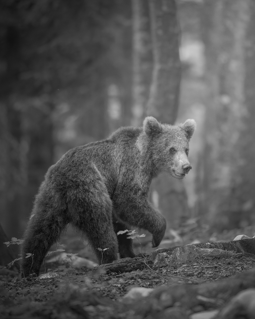 LAND OF BEARS