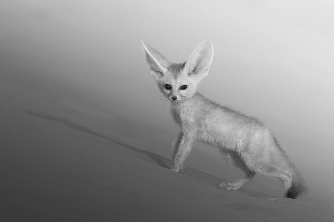 Spacewalk of a Fennec