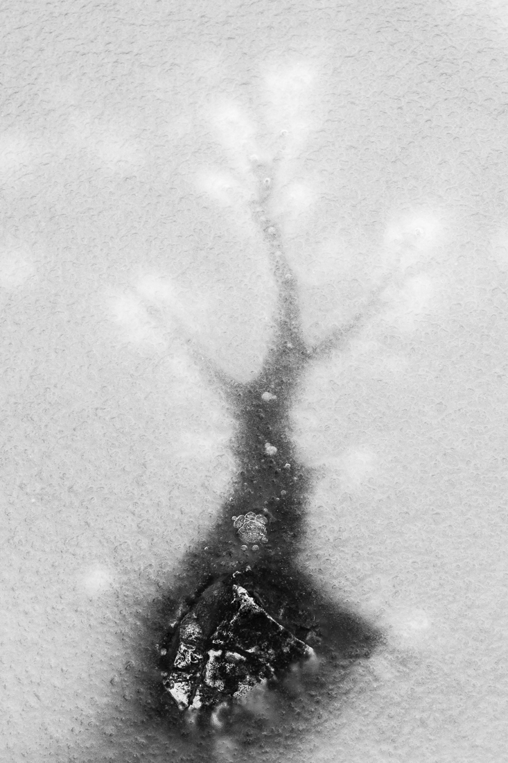 Ice tree