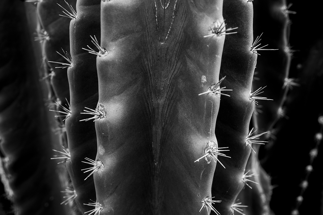 Cactus