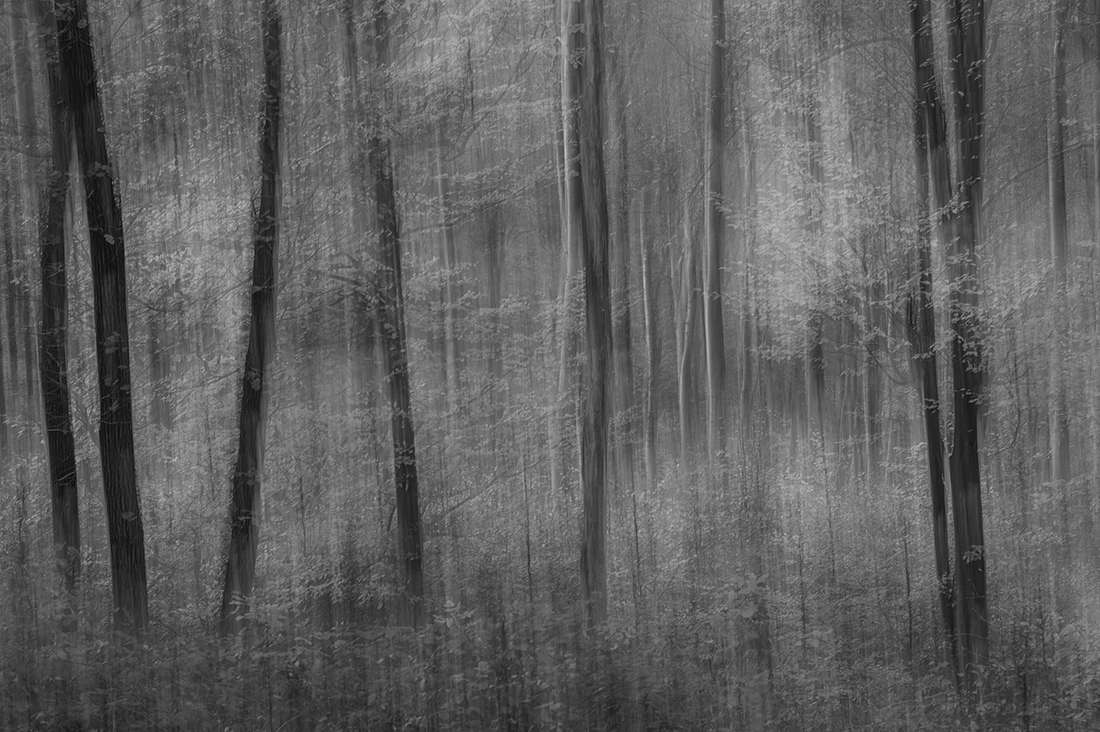 Magic forest