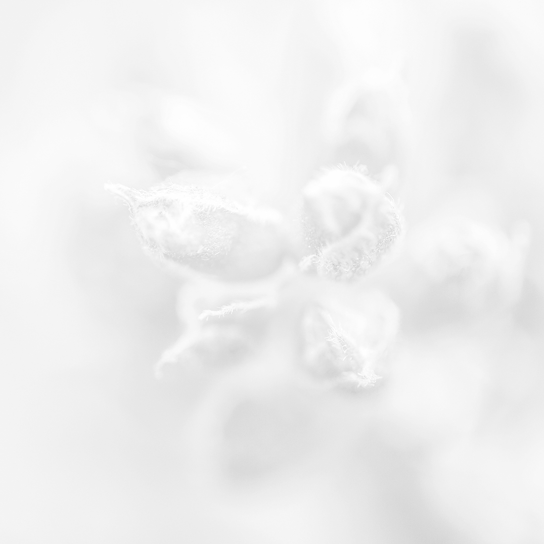 Intimate flowers