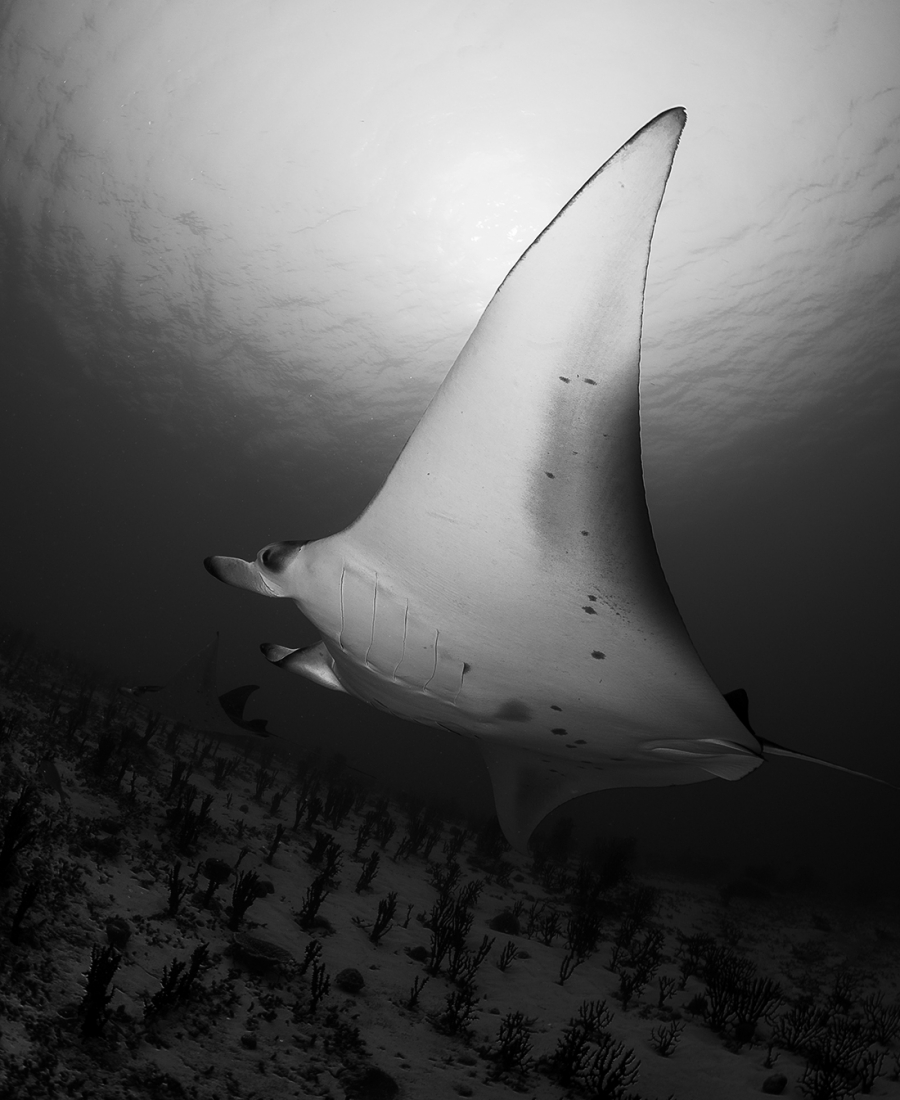 Freeborn Manta Rays 