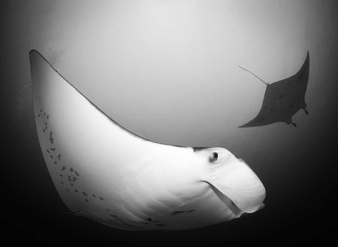 Freeborn Manta Rays 