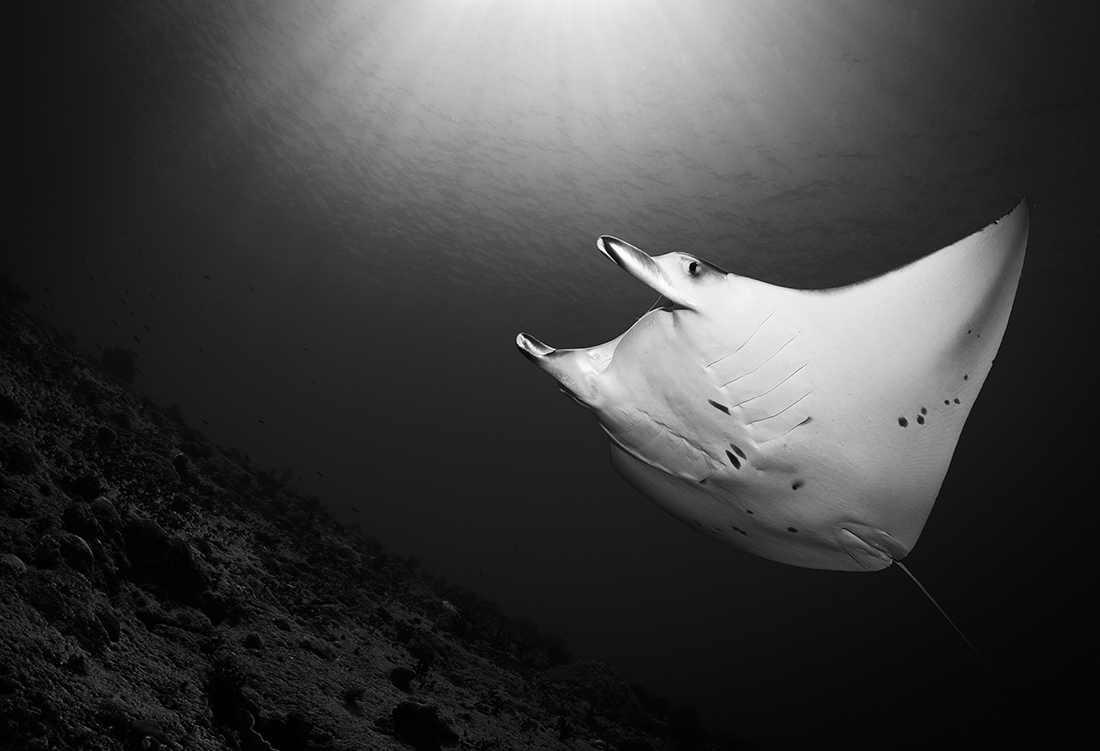 Freeborn Manta Rays 