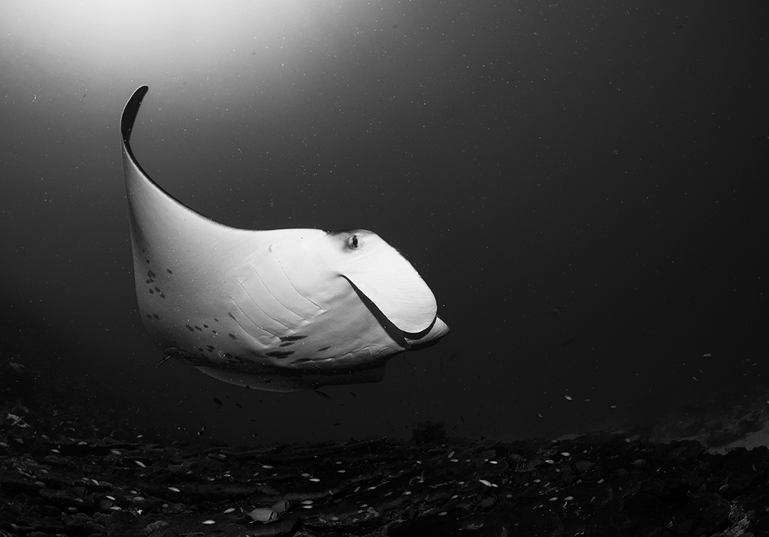 Freeborn Manta Rays 