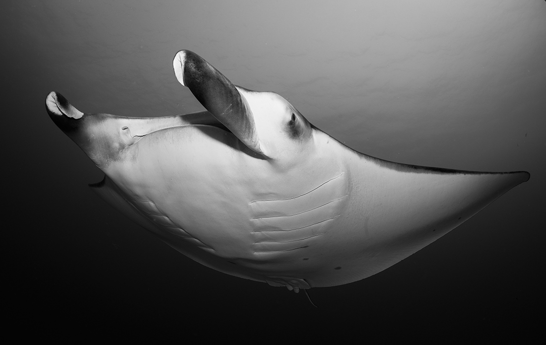 Freeborn Manta Rays 