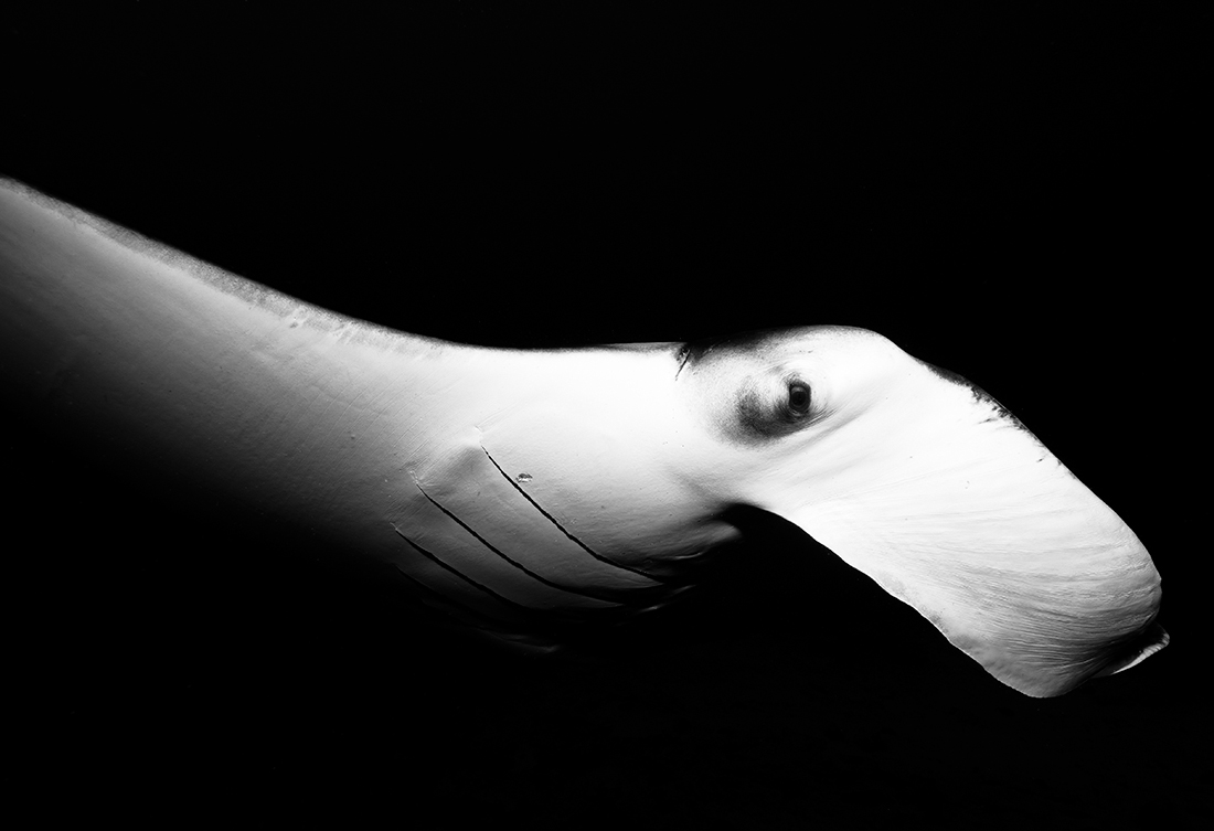 Freeborn Manta Rays 