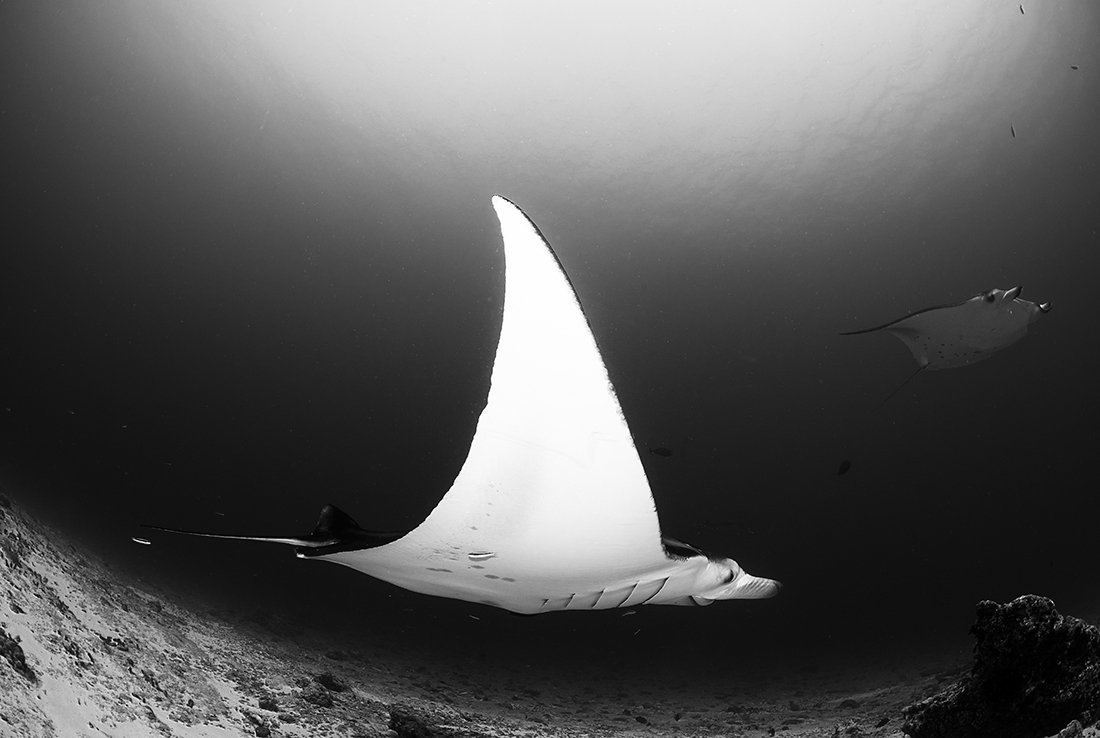 Freeborn Manta Rays 