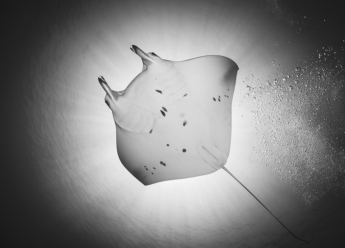 Freeborn Manta Rays 
